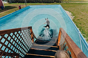 dog in mid air ready to catch a toy while dock diving into a pool