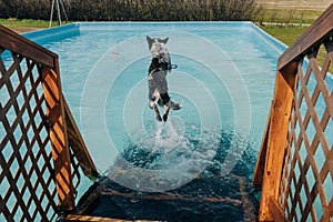 dog in mid air ready to catch a toy while dock diving into a pool