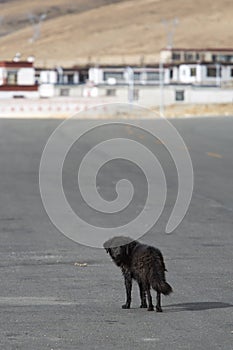 Dog in the middle of the road in Tibet