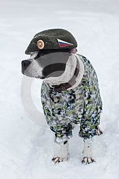 A dog in a military uniform and a beret.