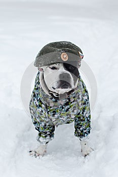 A dog in a military uniform and a beret.