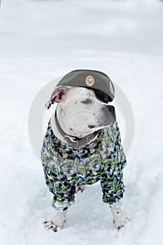 A dog in a military uniform and a beret.