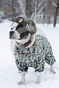 A dog in a military uniform and a beret.