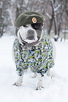 A dog in a military uniform and a beret.