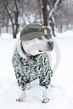 A dog in a military uniform and a beret.