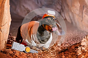 Dog miner in helmet with flashlight with pickaxe in stone cave shows tongue