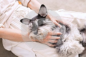 Cute dog, Miniature Schnauzer, cuddles in the woman`s lap photo