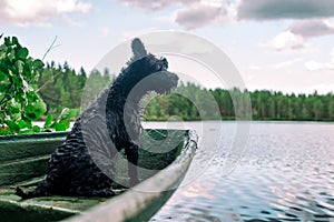 Dog miniature black schnauzer in a wooden boat on the lake