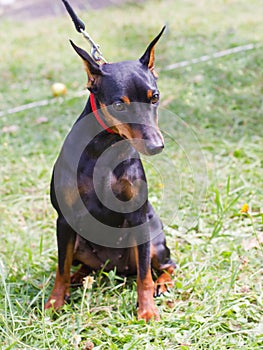Dog Miniature Pinscher breed sitting