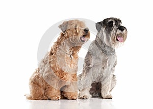 Dog. Miniature schnauzer and irish soft coated wheaten terrier