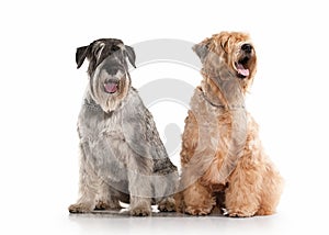 Dog. Miniature schnauzer and irish soft coated wheaten terrier