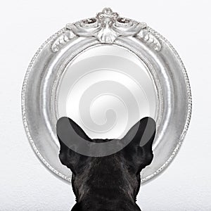 Dog at the mirror