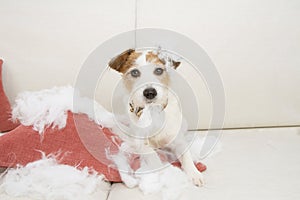 Dog mischief bitting and destroying a fluffy pillow sitting over a sofa