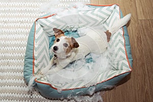 Dog mischief disobey concept. jack russell terrier destroyed a fluffy pet bed