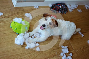 DOG MISCHIEF. FUNNY AND GUILTY JACK RUSSELL DESTROYED A FABRIC AND FLUFFY BALL AND TOYS AT HOME. HIGH ANGLE VIEW