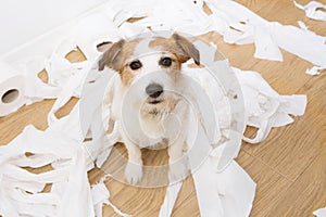 Dog mischief. Jack russell with guDog mischief. Jack russell with guilty expression after play unrolling toilet paper. Disobey