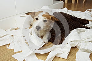 Dog mischief. Jack russell  and puppy poodle with guilty expression after play unrolling and shedding toilet paper. Disobey