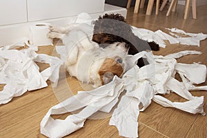 Dog mischief. Jack russell  and puppy poodle with guilty expression after play unrolling and shedding toilet paper. Disobey and