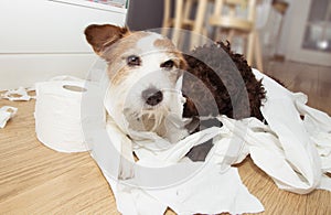Dog mischief. Jack russell  and puppy poodle with guilty expression after play unrolling toilet paper. Disobey concept