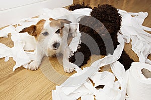 Dog mischief. Jack russell  and puppy poodle with guilty or surprised expression after play to bite  and unrolling  toilet paper.