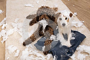 Dog mischief. Two dogs with innocent expression after bited a pillow. separation anxiety and obedience concept