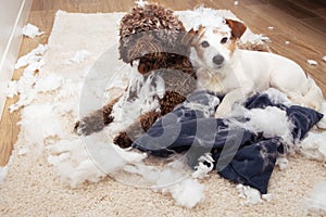 Dog mischief. Two dogs with innocent expression after destroy a pillow. separation anxiety and obedience training concept