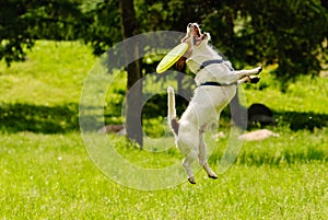 Dog missed target catching flying disk photo