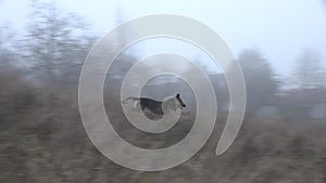 Dog in the misty autumn forest, German Shepherd runs quickly