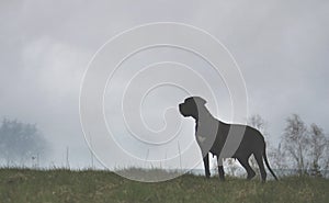 Dog on misty background