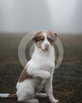 Dog at a misty field