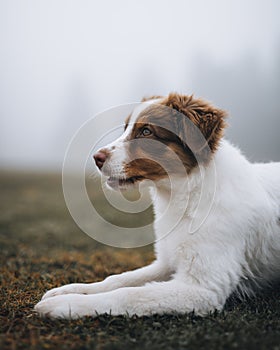 Dog at a misty field