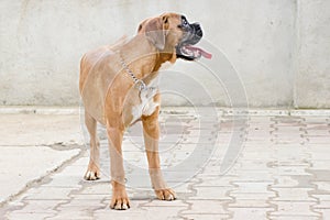 Dog model