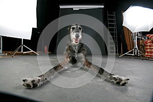 Dog model in studio
