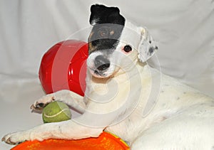 Dog modeling with her toys