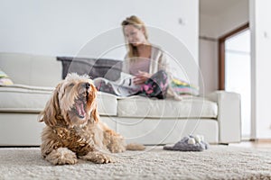 Dog in a modern , bright living room on carpet