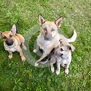 Dog mom and her puppies beg for food