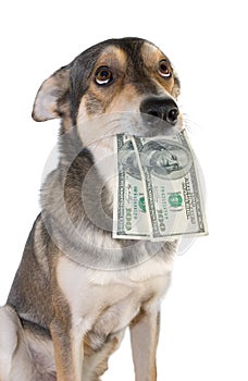 Dog with money