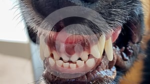 dog mooth teeth open