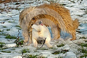 Dog mother cleaning his puppy