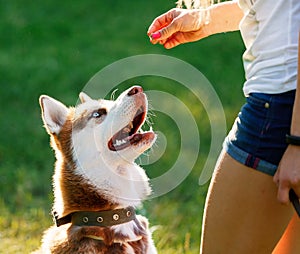 Dog motivational training. Trainer gives the husky a reward