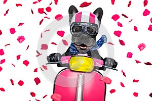 Dog on motorbike