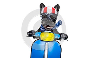 Dog on motorbike