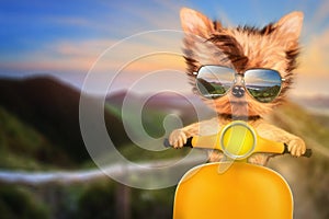 Dog on motorbike with travel background