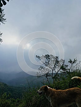 dog on a mountain