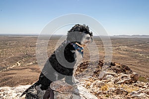 Dog on a mountain in the desert
