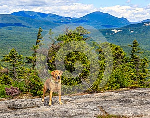 Dog with Mountain Landscape