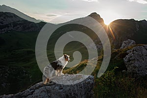 Dog on the mountain at sunset. Travelling with a pet. Australian shepherd in nature