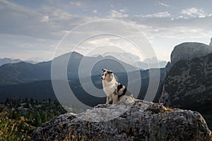 Dog on the mountain at sunset. Travelling with a pet. Australian shepherd in nature