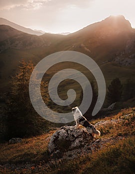 Dog on the mountain at sunset. Travelling with a pet. Australian shepherd in nature