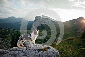 Dog on the mountain at sunset. Travelling with a pet. Australian shepherd in nature